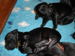 Darcy / Justy pups 26 juni 2011